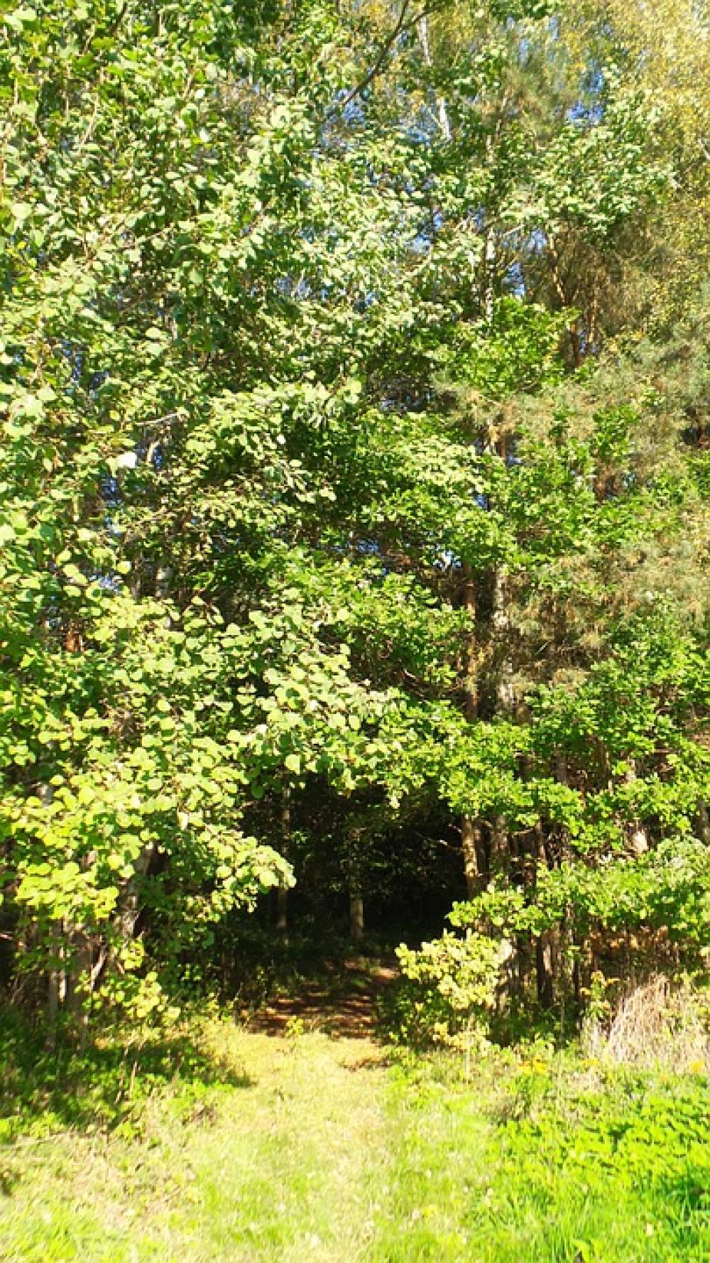 Forest Grove Of Trees Trees Landscape Forest Grove Of Trees Trees Landscape