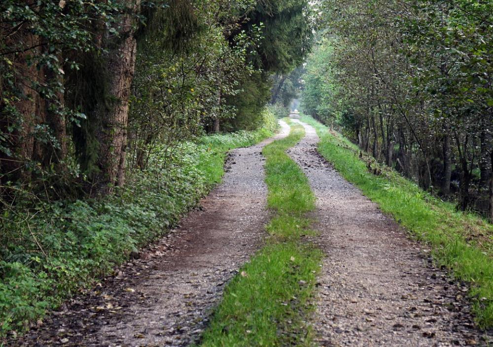 Forest Away Forest Path Commercial Way Nature Lane Forest Away Forest Path Commercial Way Nature Lane