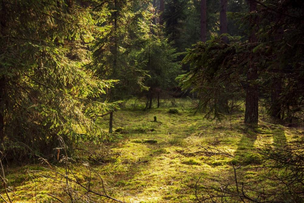 Forest Spruce Tree Autumn Green Landscape Forest Spruce Tree Autumn Green Landscape
