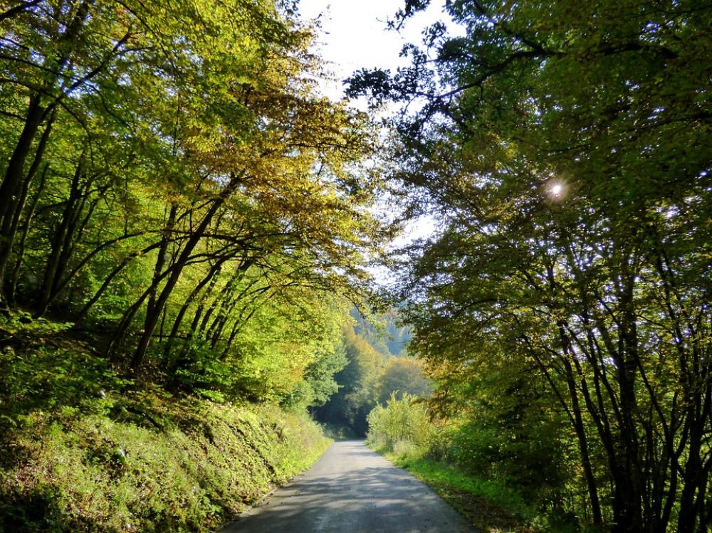 Forest Sunlight Luxembourg Lighting Afternoon Forest Sunlight Luxembourg Lighting Afternoon