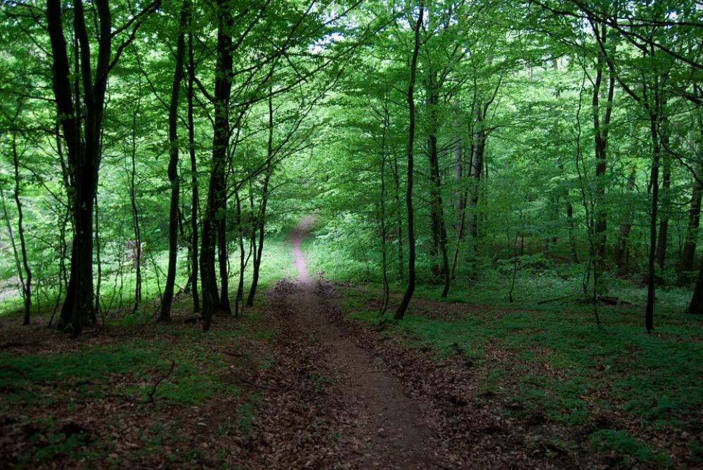 Forest Green Tree The Road In The Forest The Path Forest Green Tree The Road In The Forest The Path