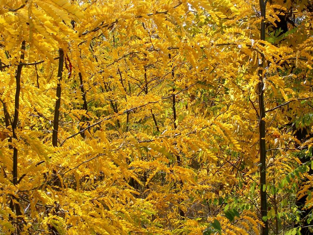 Forest Autumn Trees Yellow Leaf Landscape Forest Autumn Trees Yellow Leaf Landscape