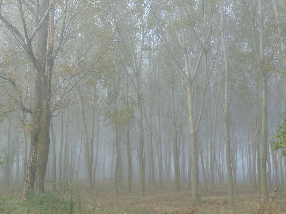 Forest Trees In The Morning Fog Late Autumn Forest Trees In The Morning Fog Late Autumn