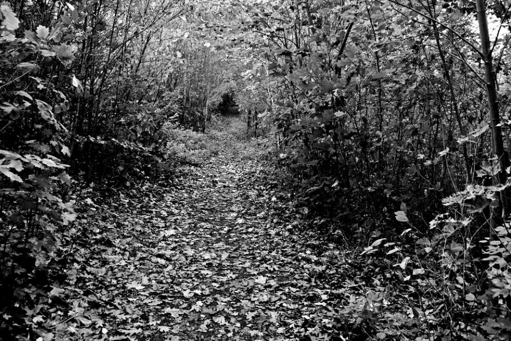 Forest Away Glade Forest Path Hiking Mood Autumn Forest Away Glade Forest Path Hiking Mood Autumn