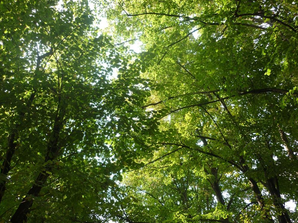 Forest Trees Nature Summer Forest Trees Nature Summer