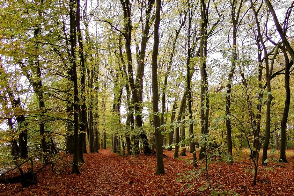 Forest Fall Foliage Nature Leaves Forest Fall Foliage Nature Leaves