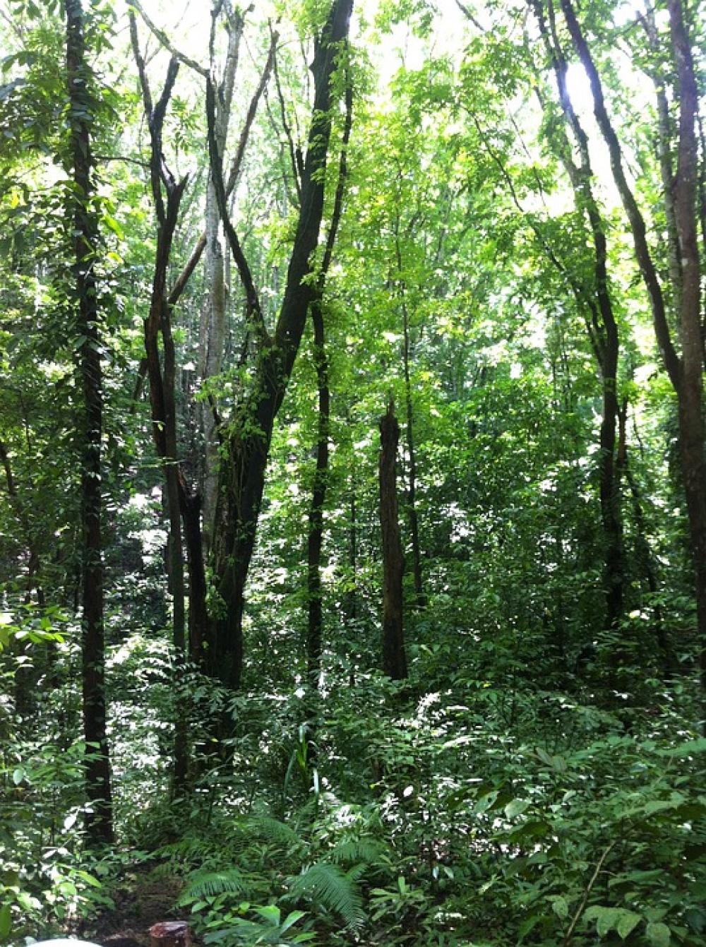 Forest Natural Leaf Forest Natural Leaf