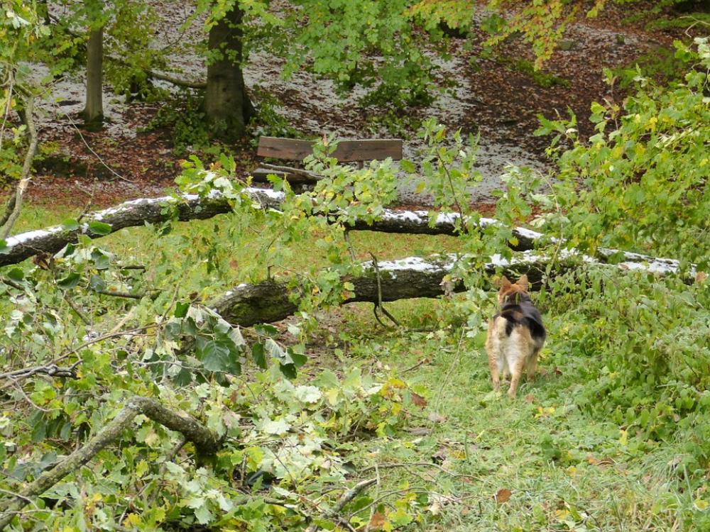 Forest Tree Destroyed Damaged Nature Landscape Forest Tree Destroyed Damaged Nature Landscape