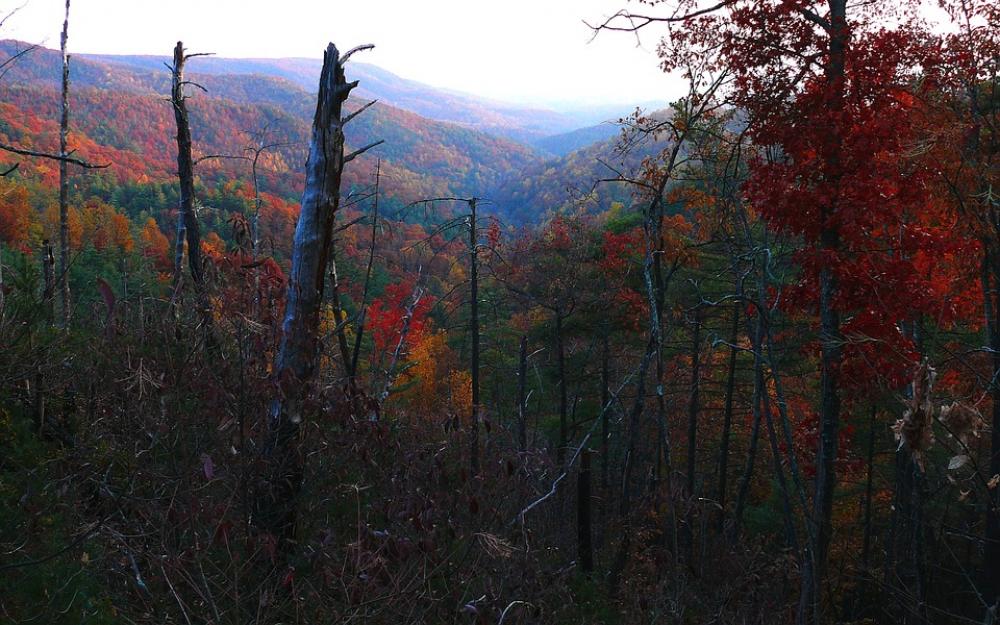 Forest Trees Fall Autumn Seasons Valley Beautiful Forest Trees Fall Autumn Seasons Valley Beautiful