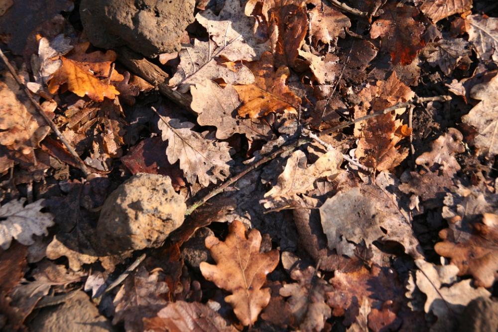 Forest Leaf Autumn Forest Leaf Autumn