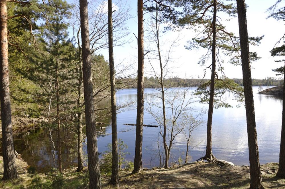 Forest Lake Water Wilderness Forest Lake Water Wilderness