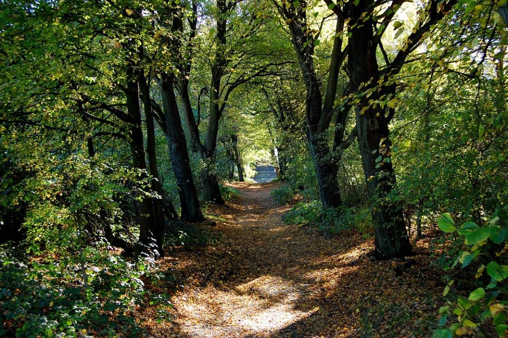 Forest Path Forest Away Trees Autumn Leaves Forest Path Forest Away Trees Autumn Leaves