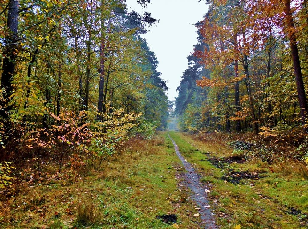 Forest Path Path Autumn Mood Forest Trees Leaves Forest Path Path Autumn Mood Forest Trees Leaves