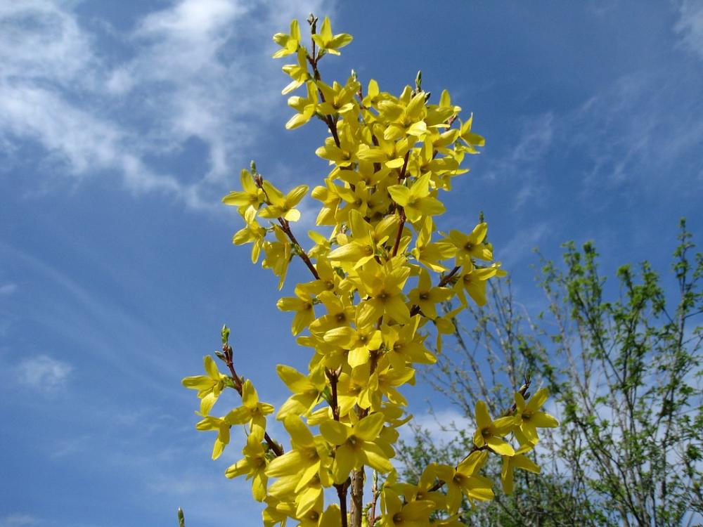 Forsythia Flowers Yellow Sky Blue Cloud Spring Forsythia Flowers Yellow Sky Blue Cloud Spring