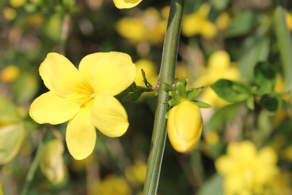 Forsythia Flowers Spring Yellow Spring Flowers Forsythia Flowers Spring Yellow Spring Flowers