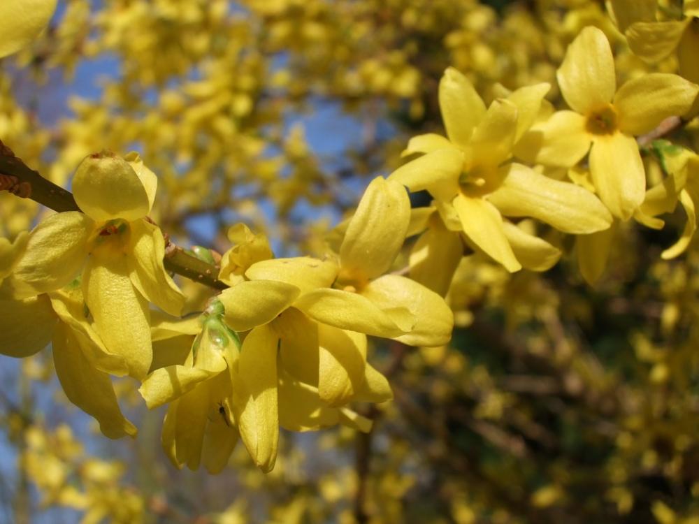 Forsythia Decorative Shrub Garden Forsythia Forsythia Decorative Shrub Garden Forsythia