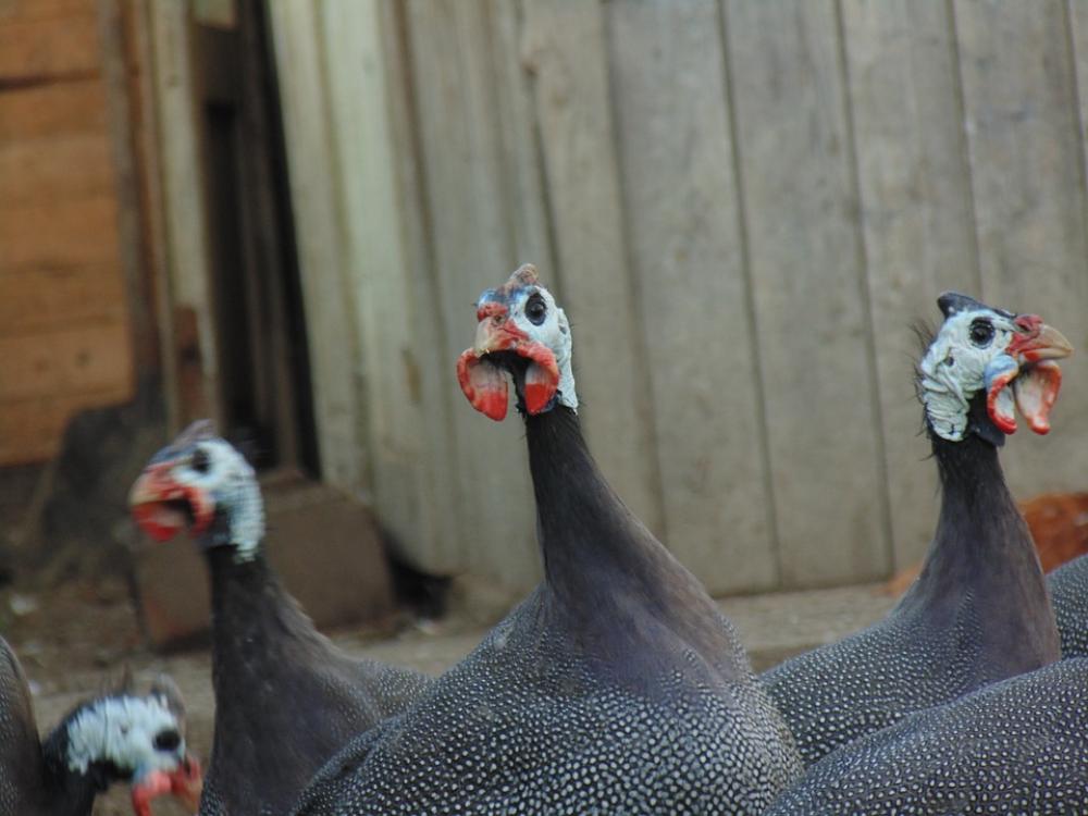 Fowl Birds Animals Fowl Birds Animals