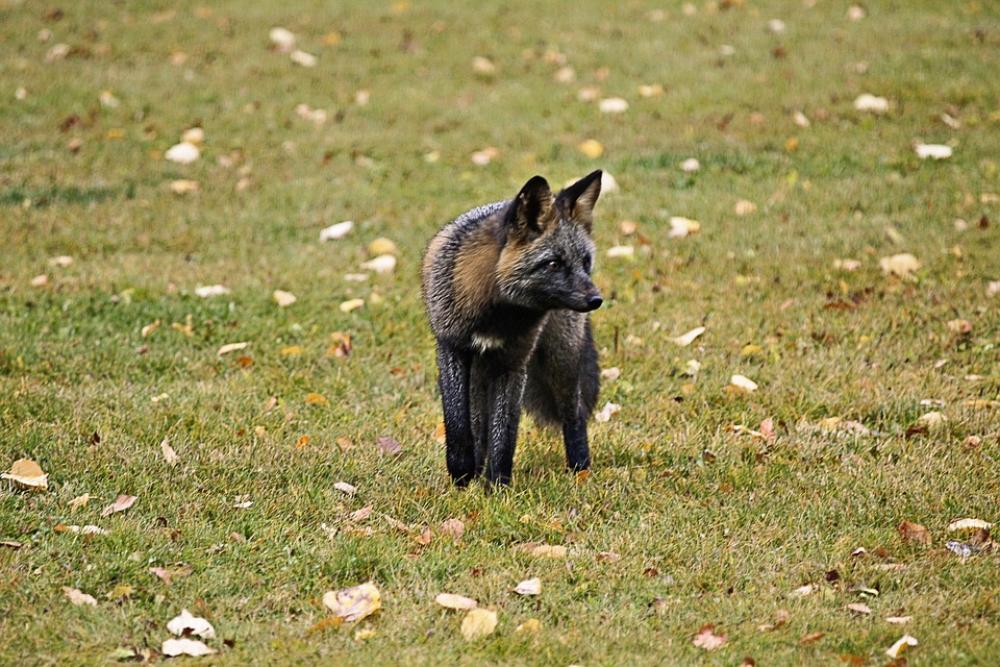 Fox Animal Wild Life Wild Wild Life Predator Fox Animal Wild Life Wild Wild Life Predator