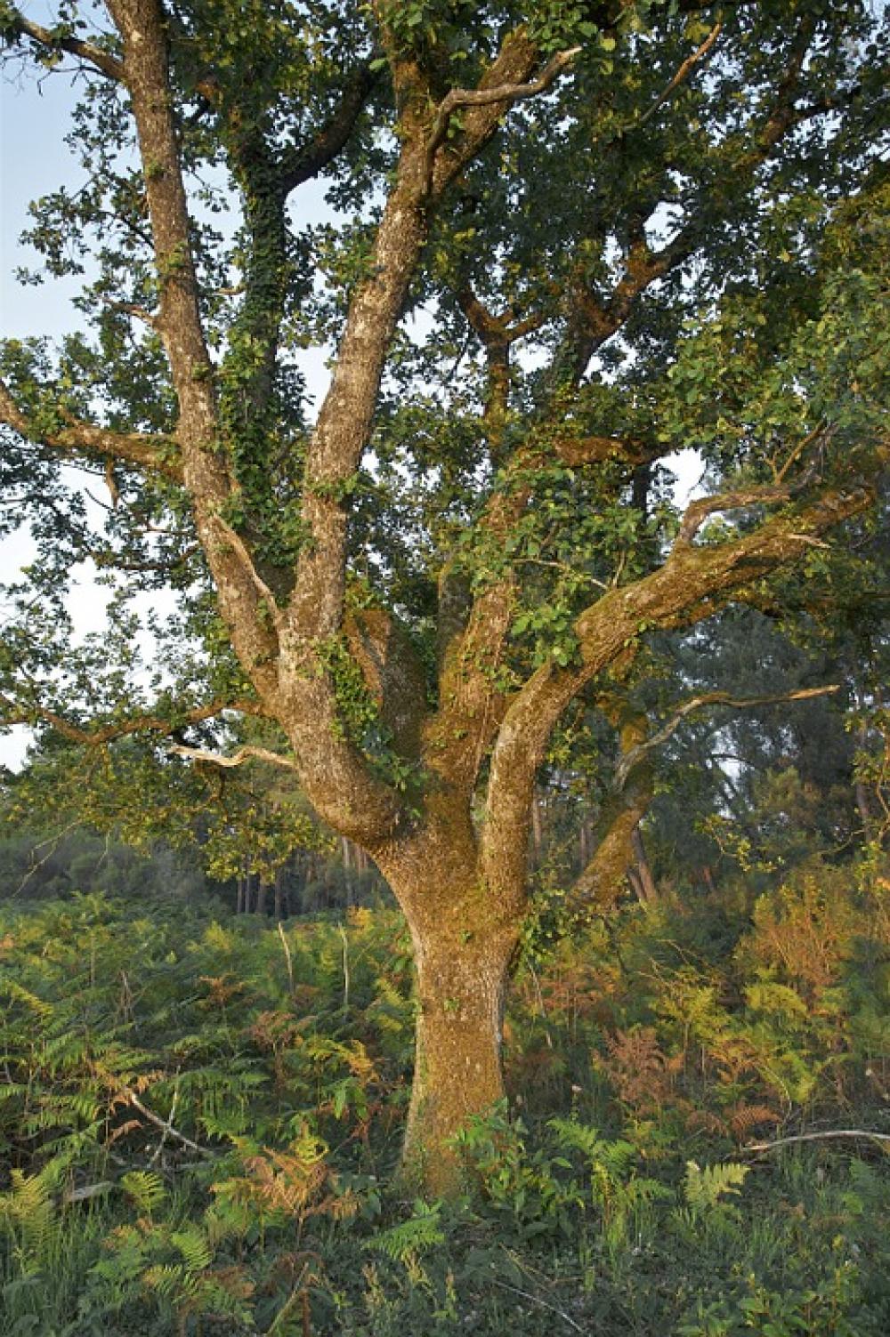 France Trees Oak Summer Spring Nature Outside France Trees Oak Summer Spring Nature Outside