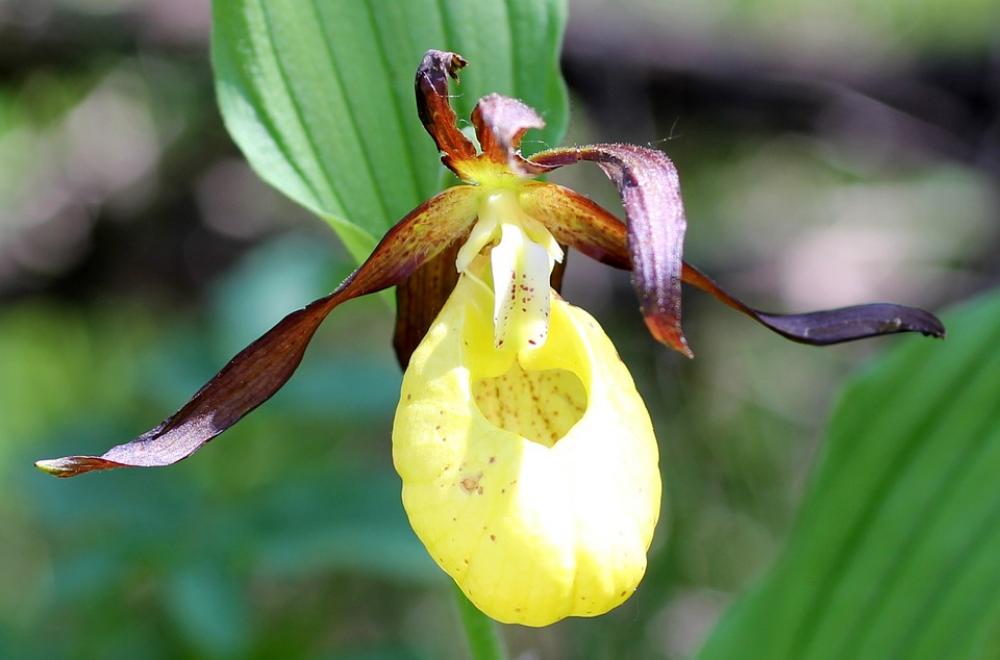 Frauenschuh Flower Orchid Frauenschuh Flower Orchid