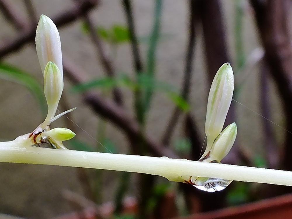 Fresh Leaves Branch Green Nature Healthy Balance Fresh Leaves Branch Green Nature Healthy Balance