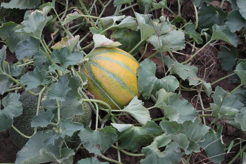 Fresh Garden Juicy Melons Sweet Fruit Vegetables Fresh Garden Juicy Melons Sweet Fruit Vegetables