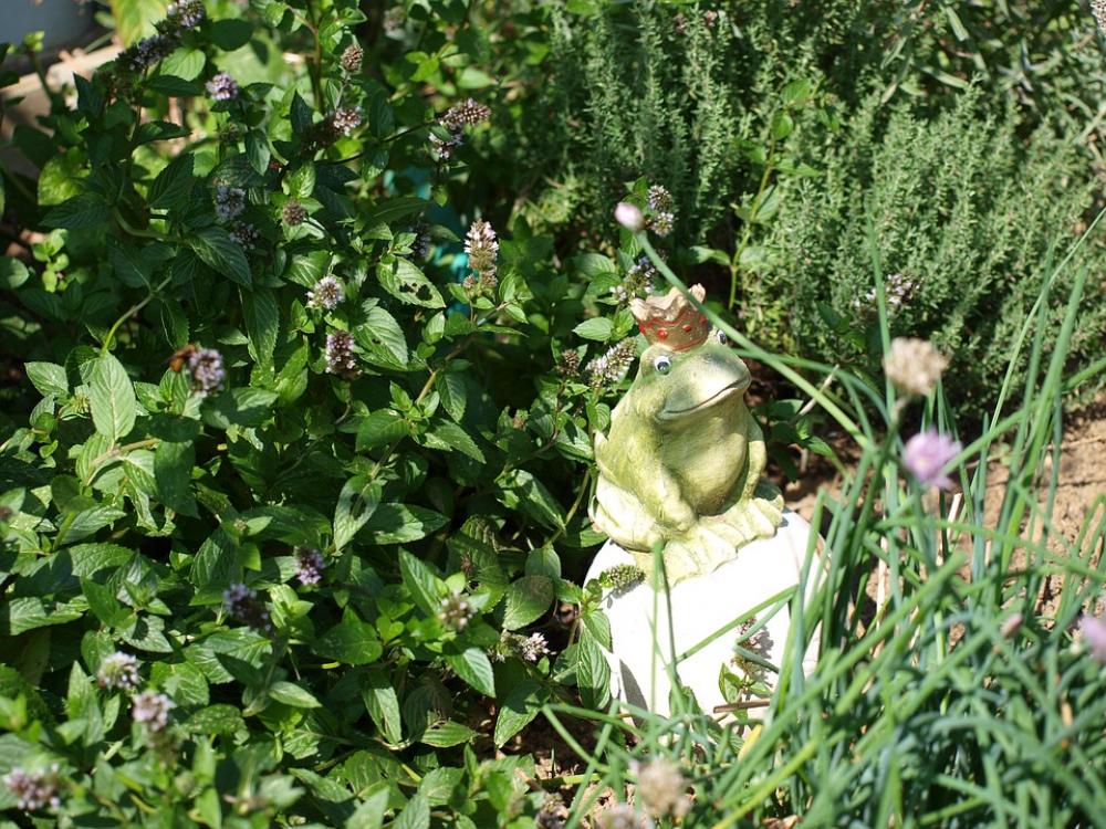 Frog Crown Pond Luck Frog Crown Pond Luck