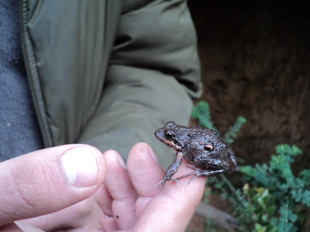 Frog Amphibious Nature Frog Amphibious Nature