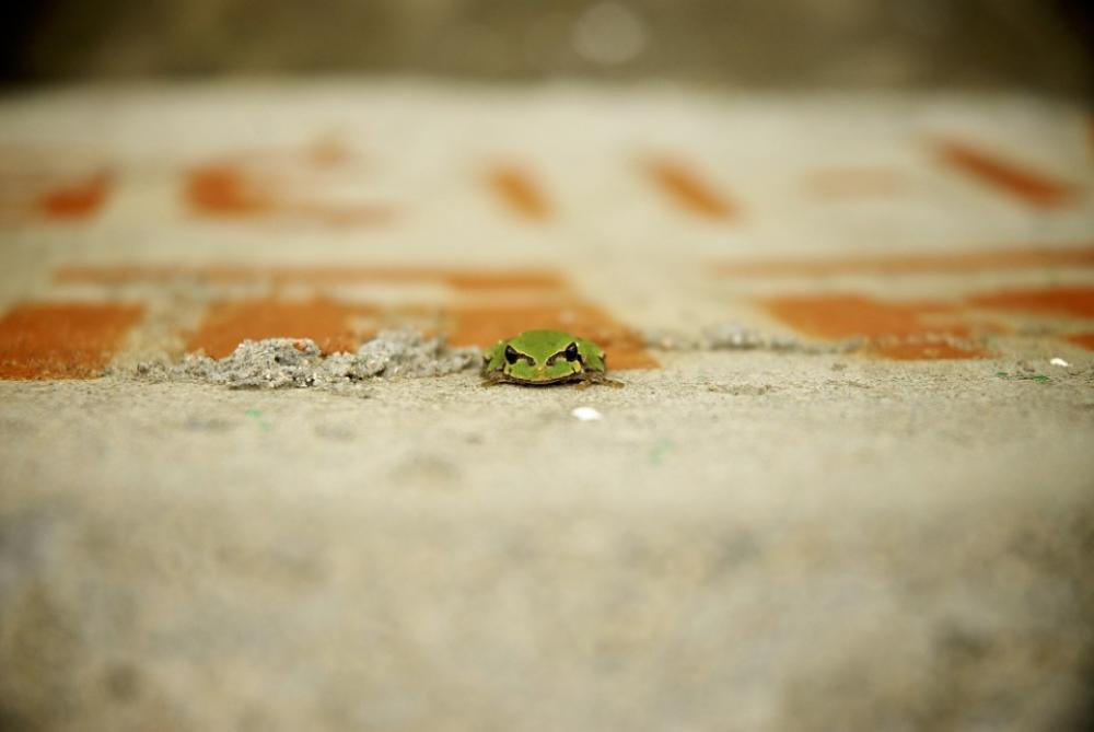 Frog Summer Tree Frogs Frog Summer Tree Frogs