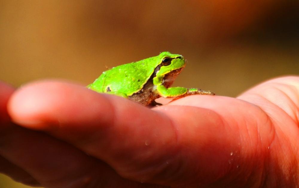 Frog Tree Frog Amphibians Wood Green Hand Small Frog Tree Frog Amphibians Wood Green Hand Small