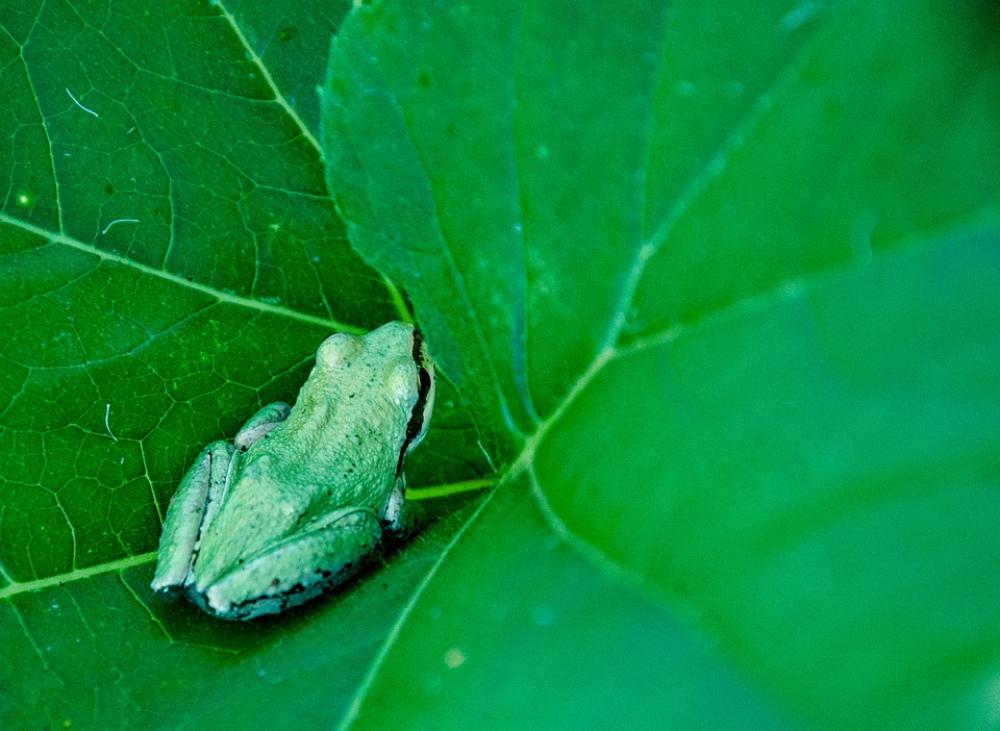 Frog Green Amphibian Nature Animal Close-Up Frog Green Amphibian Nature Animal Close-Up