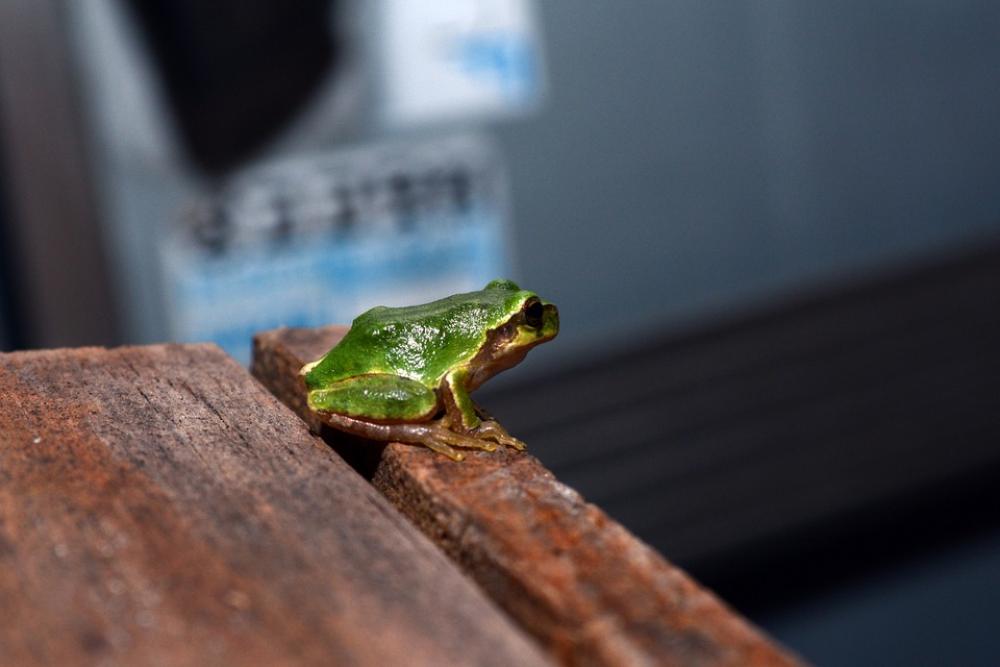 Frog Tree Frogs Amphibians Frog Tree Frogs Amphibians