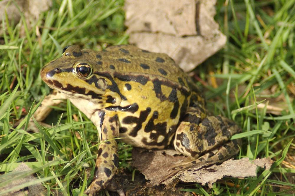 Frog Pond Rana Esculenta Water Frog Frog Amphibian Frog Pond Rana Esculenta Water Frog Frog Amphibian