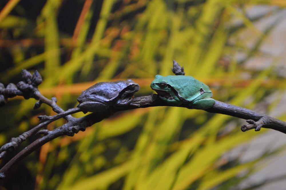 Frogs Dating Oceanarium Europe Nature Plants Frogs Dating Oceanarium Europe Nature Plants