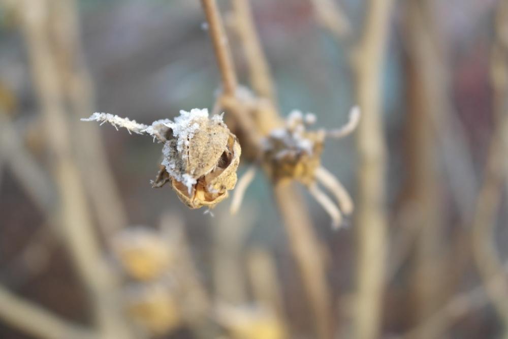 Frost Winter White Flower Garden Frost Winter White Flower Garden