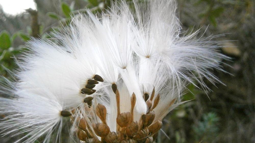 Fruit Seed Thistle Nature Vegetable Fruit Seed Thistle Nature Vegetable