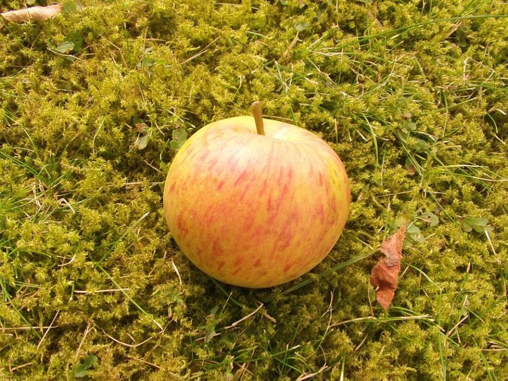 Fruit Apple Boskop Vitamins Healthy Apple Pie Fruit Apple Boskop Vitamins Healthy Apple Pie