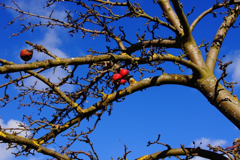 Fruit Apple Apple Tree Autumn Wrinkled Nature Fruit Apple Apple Tree Autumn Wrinkled Nature