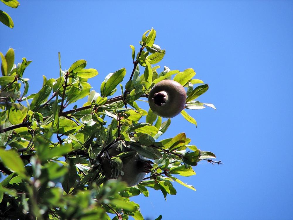 Fruit Vitamin C Pomegranate Healthy Anti-Oxidant Fruit Vitamin C Pomegranate Healthy Anti-Oxidant
