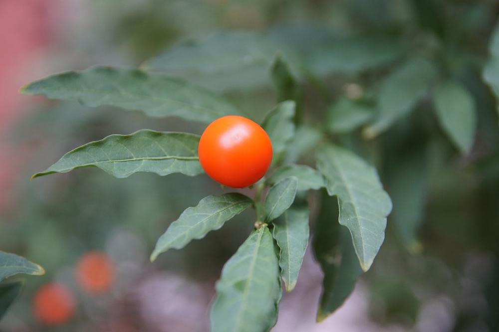 Fruit Red Green Leaf Berry Fruit Red Green Leaf Berry