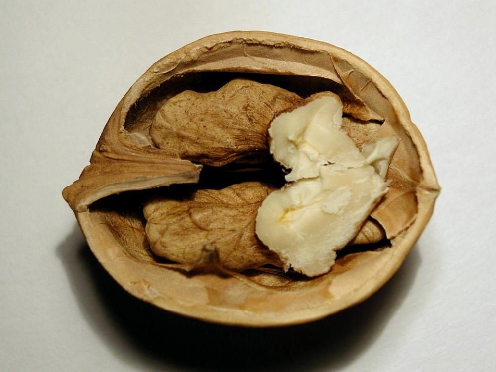 Fruit Nut Walnuts Fruits Plants Flora Fruit Nut Walnuts Fruits Plants Flora