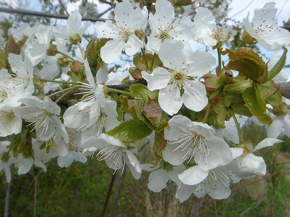 Fruit Tree Spring Flowers White Garden Fruit Tree Spring Flowers White Garden