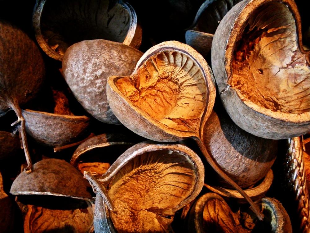Fruits Dry Seeds Vegetable Nature Fruits Dry Seeds Vegetable Nature