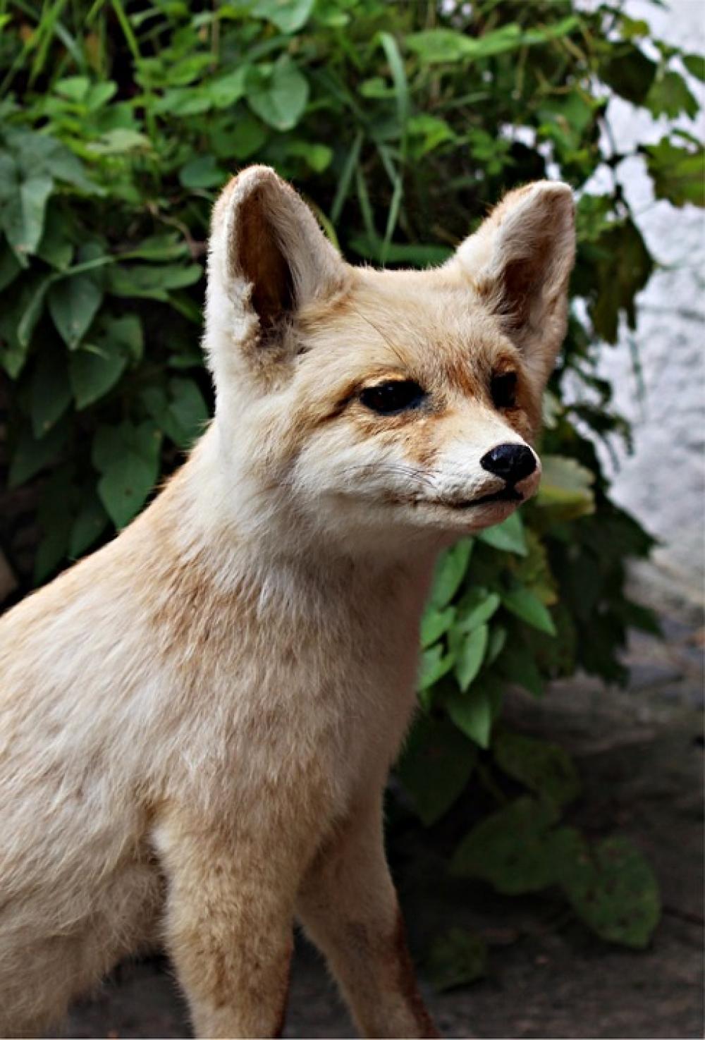 Fuchs Young Fox Wild Nature Forest Animal Fuchs Young Fox Wild Nature Forest Animal