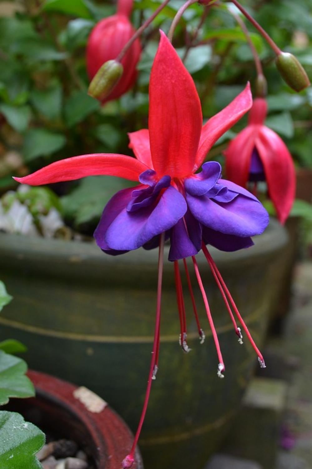 Fuchsia Red Purple Violet Flower Petals Close-Up Fuchsia Red Purple Violet Flower Petals Close-Up
