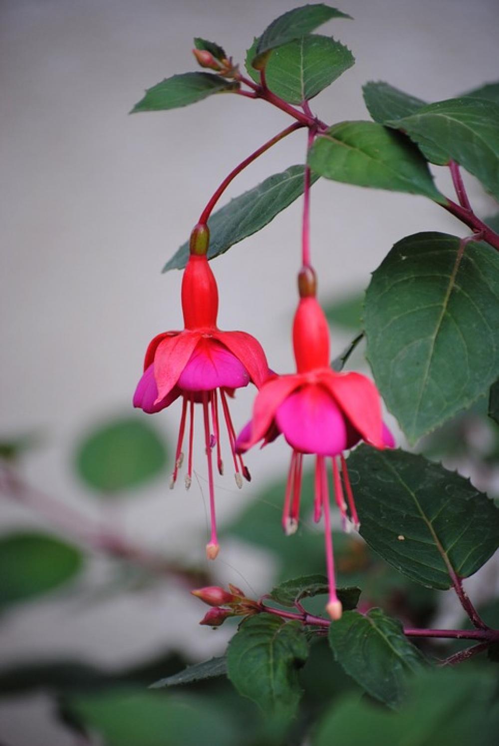 Fuchsia Flower Ornamental Plant Red Fuchsia Flower Ornamental Plant Red