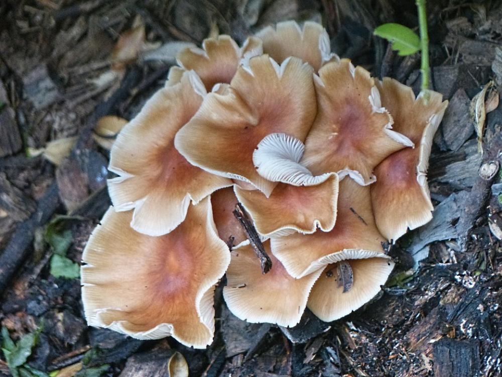 Fungi Mushroom Forest Floor Fungus Mushroom Fungi Fungi Mushroom Forest Floor Fungus Mushroom Fungi