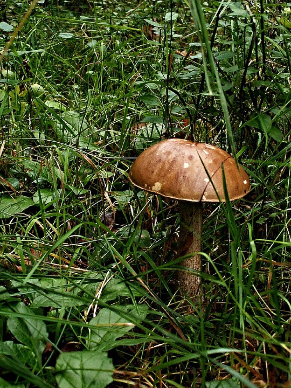 Fungus Brown Cap Boletus Grass Macro Bilberry Fungus Brown Cap Boletus Grass Macro Bilberry