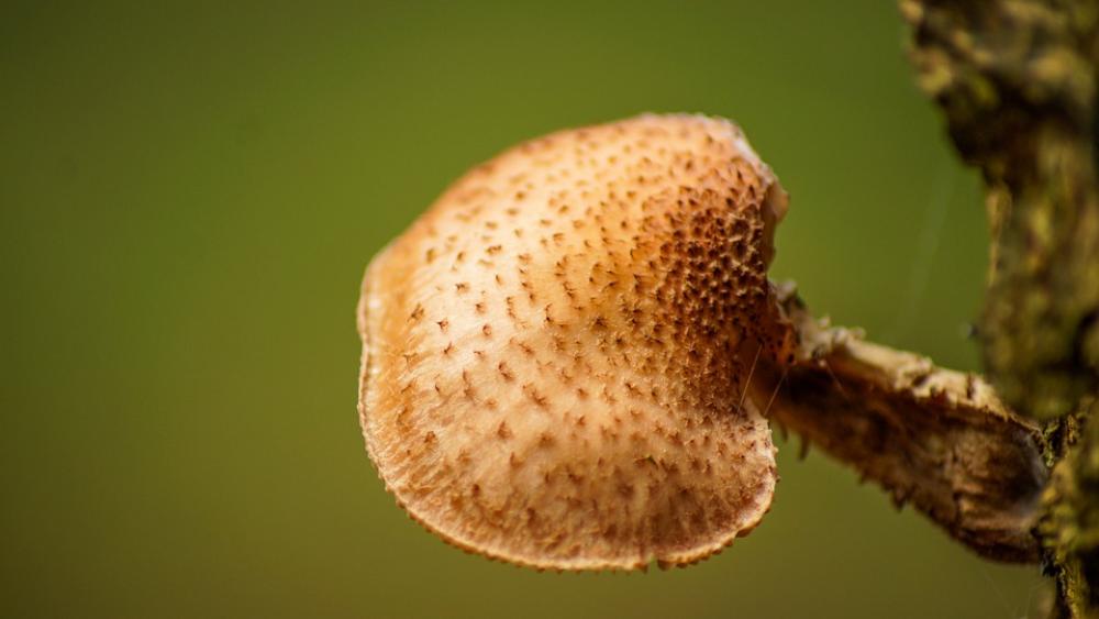 Fungus Tree Nature Plant Wood Forest Mushroom Fungus Tree Nature Plant Wood Forest Mushroom