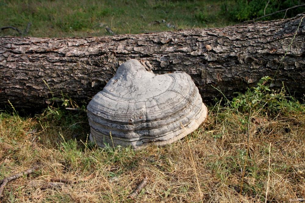 Fungus Hoof Polyporaceae Tinder Trees Fungus Hoof Polyporaceae Tinder Trees